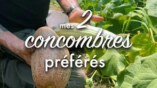 Miniature : Les 2 meilleurs concombres ?
