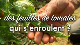 Miniature : Pourquoi mes feuilles de tomates s’enroulent ?