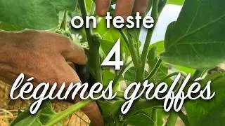 Miniature : 4 légumes greffés au banc d’essai.