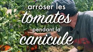 Miniature : Arroser les tomates par temps de canicule.