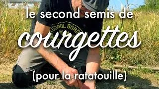 Miniature : Fin juin début juillet : semez des courgettes
