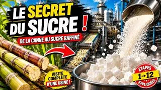 Miniature : Comment le Sucre Blanc est Fabriqué?De la Canne à Sucre au Sucre Raffiné|Visite Complète d'une Usine