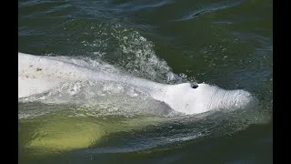 Miniature : Beluga coincé dans la Seine : Les espoirs de sauvetage s'amenuisent