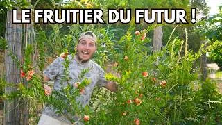 Miniature : Pourquoi le grenadier pourrait devenir le fruitier du futur