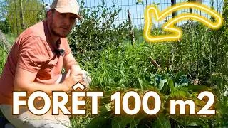 Miniature : Visite de mon micro jardin-forêt au printemps (100m2)