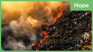 Miniature : Réchauffement climatique en Méditerranée : l'alerte silencieuse des oliviers | Méditerranée