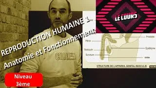 Miniature : COURS 4ème - 3ème : Reproduction Humaine 1 / Anatomie et Fonctionnement