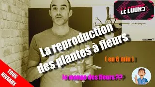 Miniature : COURS TOUS NIVEAUX : La reproduction des plantes à fleurs