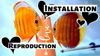Miniature : INSTALLER un AQUARIUM de REPRODUCTION pour DISCUS