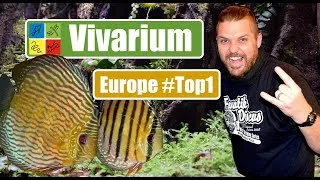 Miniature : LES PLUS BEAUX DISCUS vus au VIVARIUM - Rosmalen