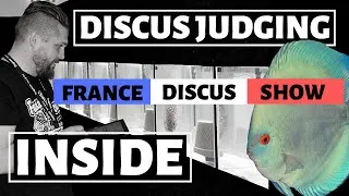 Miniature : [INSIDE] FRANCE DISCUS SHOW COMPETITION - Concours de beauté pour un poisson d'aquarium