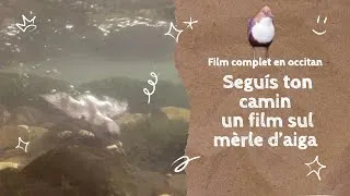 Miniature : Film complet en occitan - Seguís ton camin - un film sul mèrle d’aiga- per Ianic Alram
