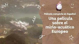 Miniature : Sigue tu camino - una película sobre el mirlo-acuático Europeo #pelicula #peliculas #pajaro