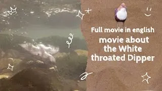 Miniature : Follow your way a movie about the White throated Dipper