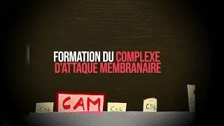 Miniature : Système du complément v1