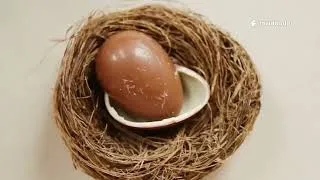 Miniature : Cuckoos are the worst parents in the animal kingdom