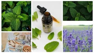 Miniature : Importance des plantes médicinales et aromatiques face à la résistance aux antibiotiques