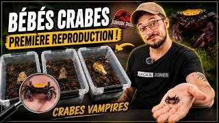 Miniature : Des dizaines de bébés crabes dans mon paludarium ! 🦀