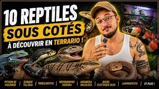 Miniature : 10 reptiles SOUS-COTÉS qui méritent votre terrarium 🦎