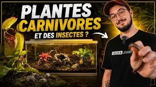 Miniature : Des PLANTES CARNIVORES et des INSECTES dans le MÊME VIVARIUM ?