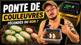 Miniature : Le DÉBUT d'une NOUVELLE GÉNÉRATION de COULEUVRES 🐍