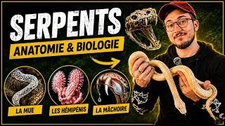 Miniature : SERPENTS: Anatomie & Biologie ! Tout ce qu'on ne vous a JAMAIS EXPLIQUÉ 🐍