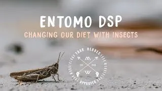 Miniature : Changemaker No.5 || Changer notre alimentation grâce aux insectes