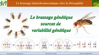 Miniature : Le brassage intrachromosomique chez la Drosophile