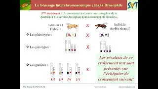 Miniature : Le brassage interchromosomique chez la Drosophile