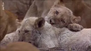 Miniature : Les Animaux Afrique Du Sud - Les Soeurs Lionceaux Blanche (Documentaire)