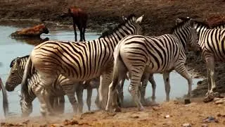 Miniature : La planète des animaux (Documentaire)