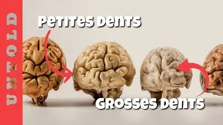 Miniature : Pourquoi les dents sont les meilleurs fossiles !