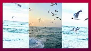 Miniature : Relax moments 🎶🕊️❤️💫 