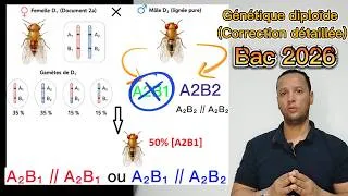 Miniature : Bac sciences  SVT 2026 (Tunisie) : Corrigé détaillé de l'exercice de génétique des diploïdes
