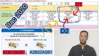 Miniature : Bac Sciences SVT Tunisie 2020 : Correction détaillée de l'exercice de génétique diploïde Bac 2020