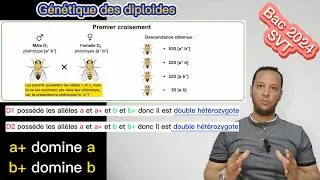 Miniature : Bac Sciences Tunisie 2024 SVT : Génétique Diploïde Corrigée et Expliquée Simplement