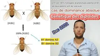 Miniature : Bac Tunisie 2022, SVT, génétique diploïde, gènes liés, drosophile, bac sciences, corrigé bac 2022.