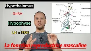 Miniature : Bac sciences SVT chapitre 1 Fonction reproductrice chez l'Homme