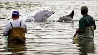 Miniature : Une entraide incroyable entre pêcheurs et dauphins ! - ZAPPING NOMADE