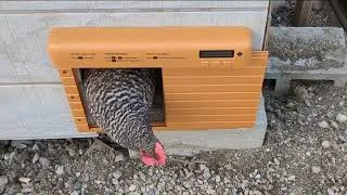Miniature : Porte automatique pour poulailler TIMEBAL, protégez vos poules !