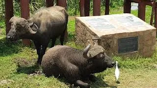 Miniature : Lake Manyara - Tărâmul leilor cățărători (S1E10)