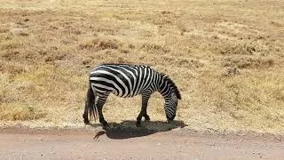 Miniature : Ngorongoro - Craterul african (S1E9)