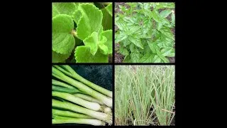 Miniature : Multiplier La Citronnelle, Le Basilic, La Cive, Le Gros Thym