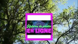 Miniature : Histoires de plantes - Episode 1 #histoiresincroyables #histoiresdeplantes #jardin