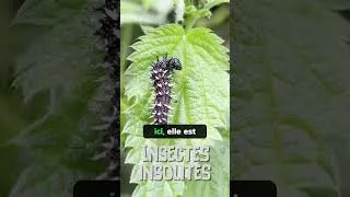 Miniature : Insectes insolites #insectes #nature #jardin