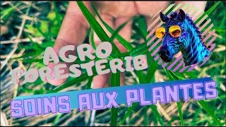 Miniature : Soins aux plantes - agroforesterie syntropique #agroforesterie #permaculture #nature