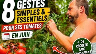 Miniature : 8 GESTES Simples et Essentiels pour ses TOMATES en JUIN