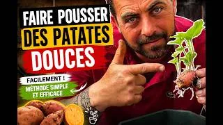 Miniature : Faire pousser des patates douces facilement ! Méthode simple et efficace