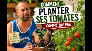 Miniature : Comment planter sa Tomate comme un PRO ? pour une récolte XXL 🍅