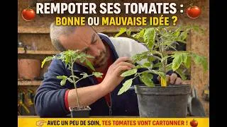 Miniature : 🔥 Le secret pour des tomates énormes cet été !